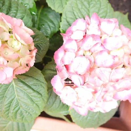 Casa Ndunetta 公寓